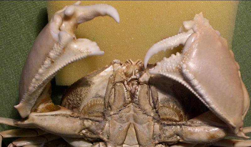 calappa quadrimaculata T.F.C. endostoma.bmp